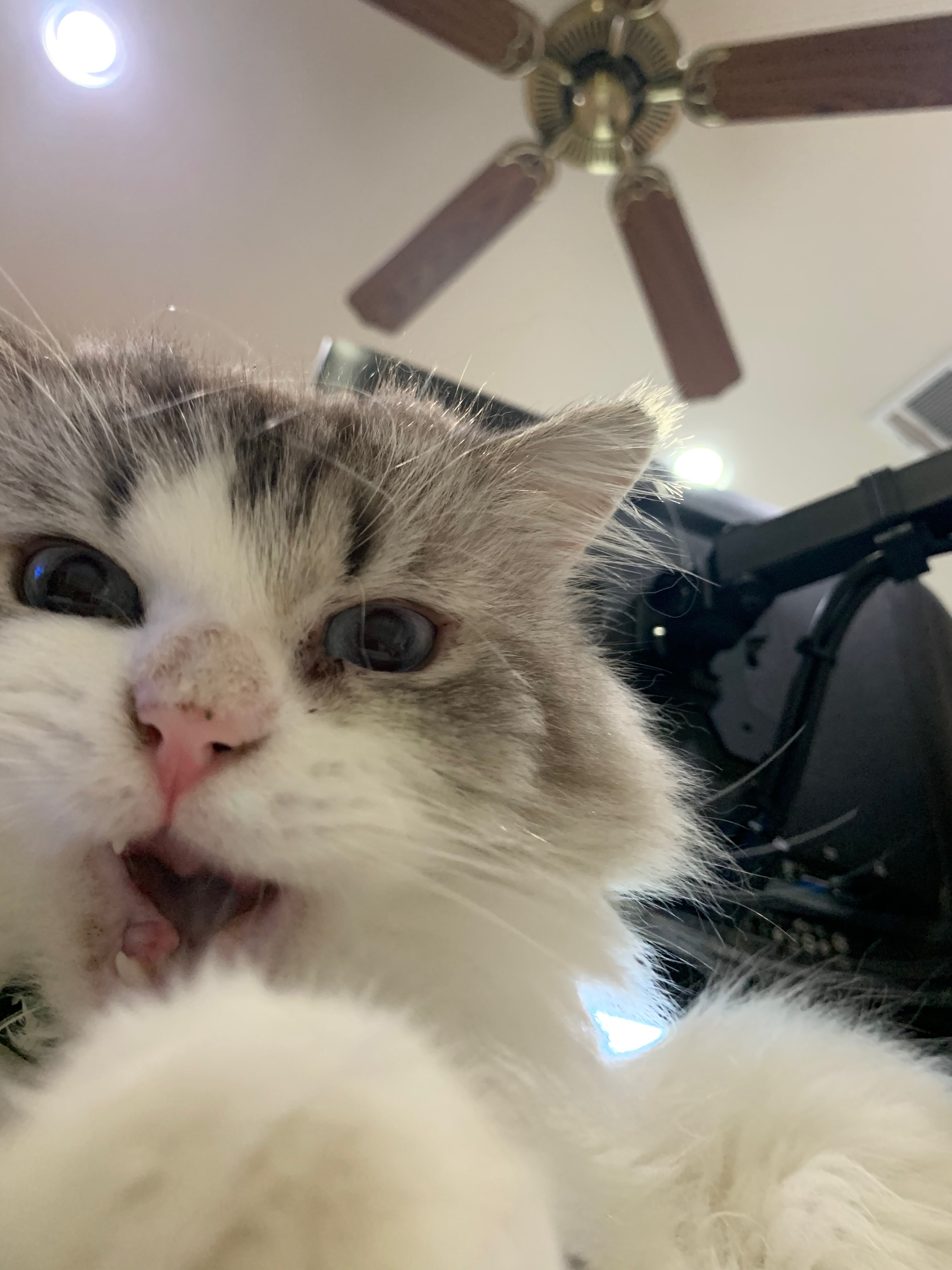 my cat learned how to take a selfie